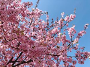 桜の画像2