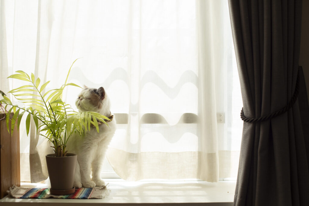 猫も人も心地よく暮らす間取りと工夫7選