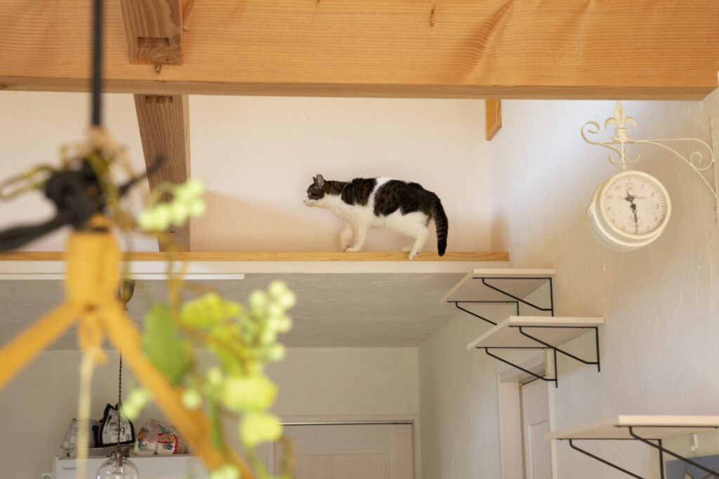 愛猫と家族が心地よく暮らす住まい