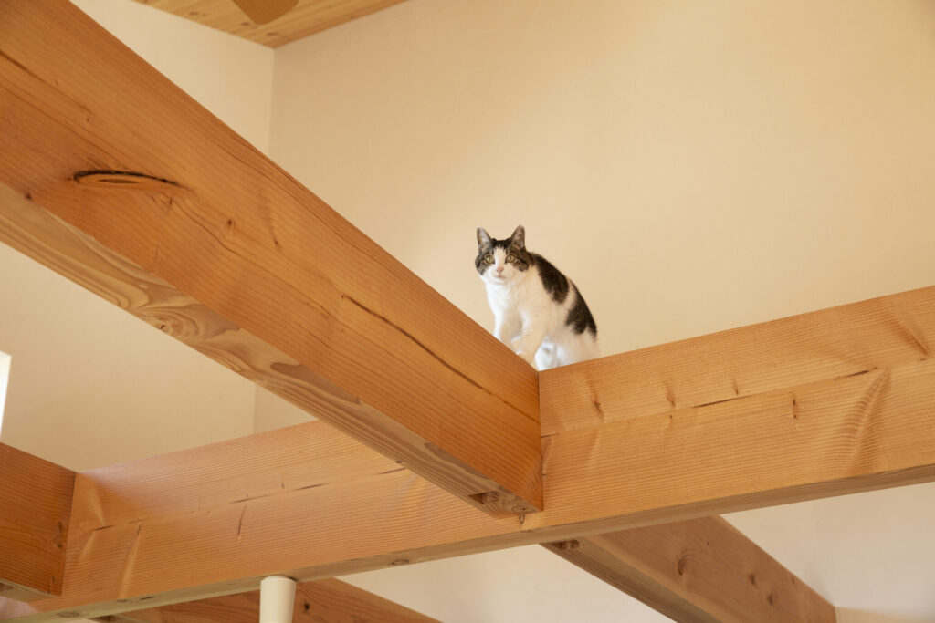 愛猫と家族が心地よく暮らす住まい